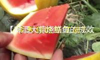 【啤酒大蒜燒鱔魚的成效】