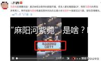 “麻陽河紫菀”是啥？咋發(fā)現(xiàn)的？