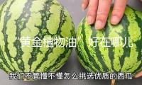 “黃金植物油”好在哪兒