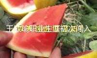 王欣瑜職業(yè)生涯初次闖入WTA巡回賽單打決賽