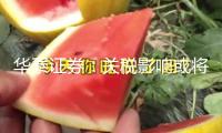 華泰證券：關(guān)稅影響或?qū)⒅饾u消化 性價(jià)比優(yōu)勢下我國輪胎有望逆勢擴(kuò)張