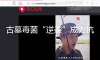 古墓毒菌“逆襲”成為抗癌新星