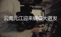 云南元江迎來蝴蝶大迸發(fā)