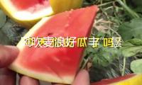 風吹麥浪好“豐”景